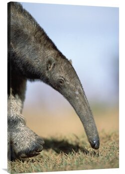 An Anteater