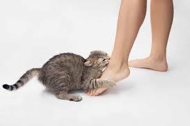 How do I get my cat to stop attacking/biting my feet?