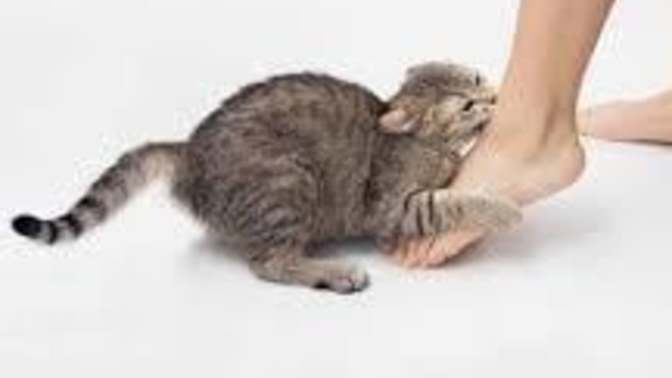 How do I get my cat to stop attacking/biting my feet?
