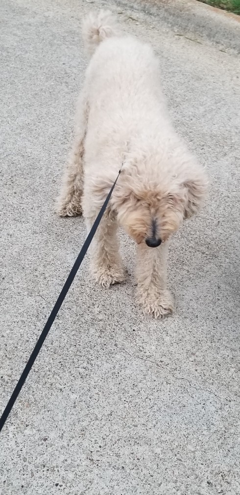 Do you have a pet? can you share your picture?