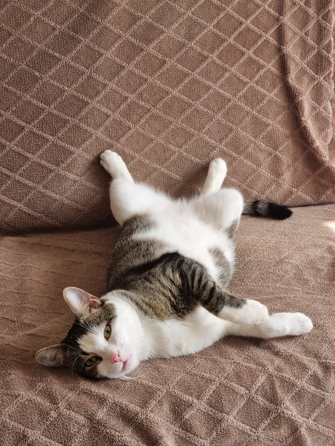 Do you have a pet? can you share your picture?