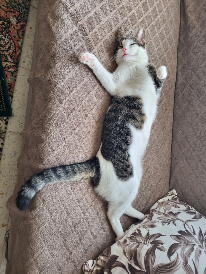 Do you have a pet? can you share your picture?