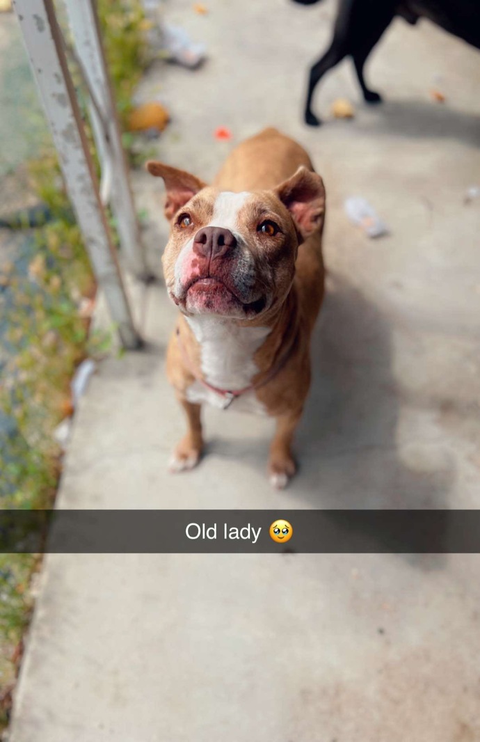 Do you have a pet? can you share your picture?