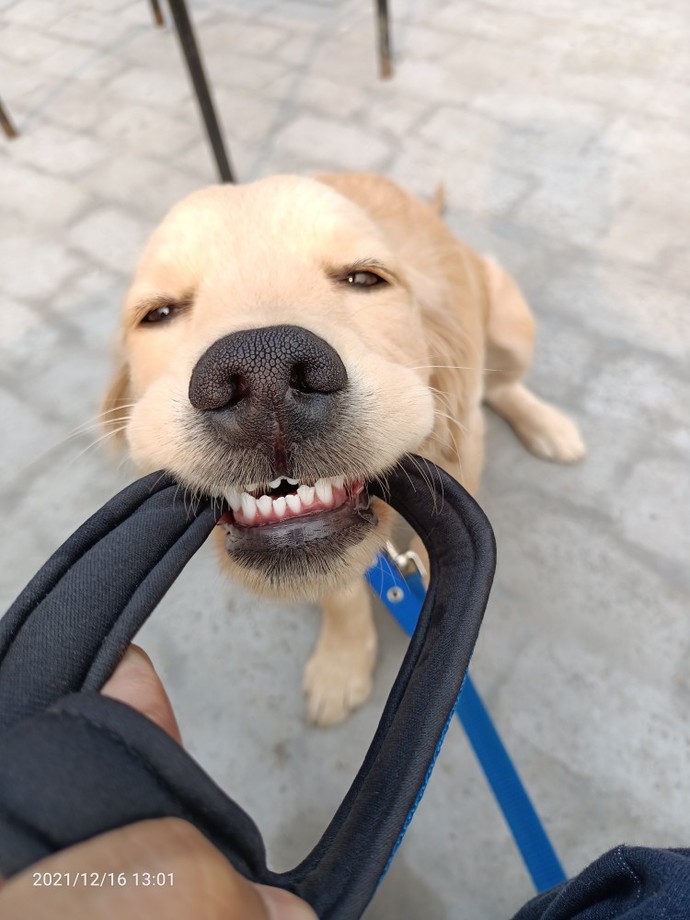 Do you have a pet? can you share your picture?