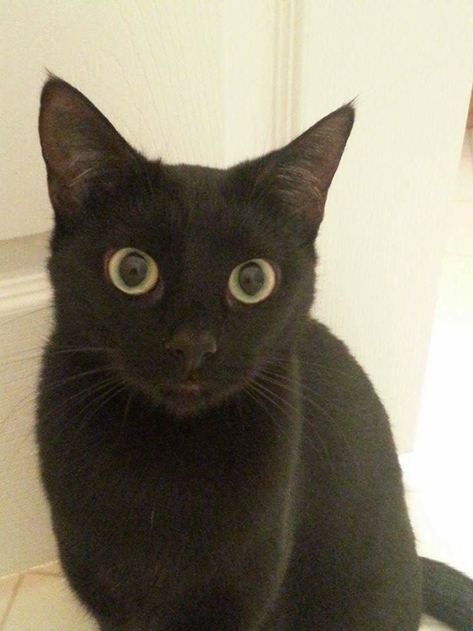 Do you have a pet? can you share your picture?
