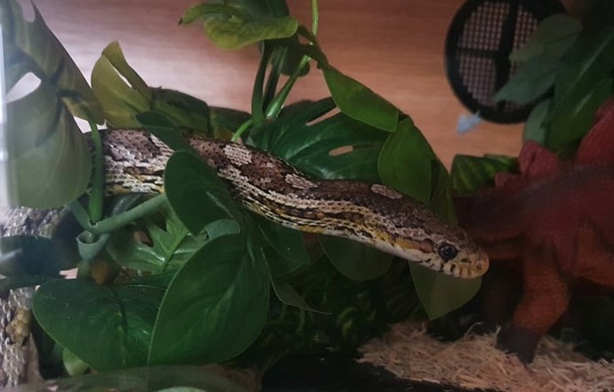 Do you have a pet? can you share your picture?