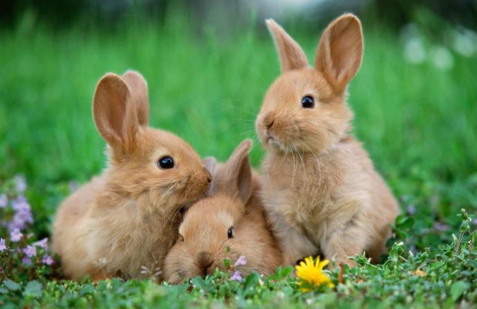 What word do you use for these creatures in this picture?