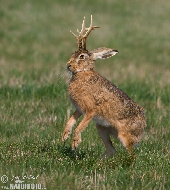 What word do you use for these creatures in this picture?