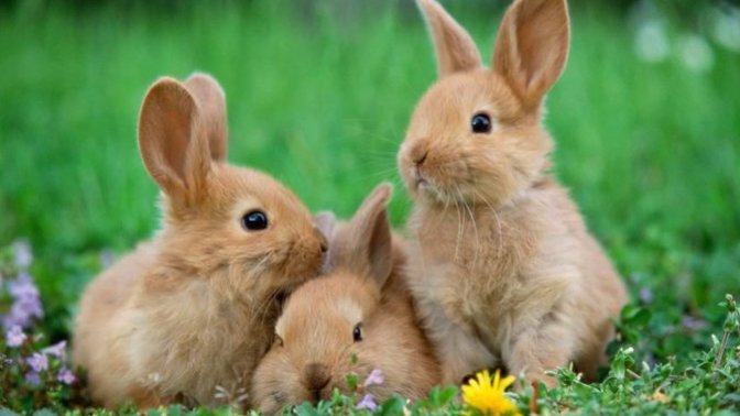 What word do you use for these creatures in this picture?