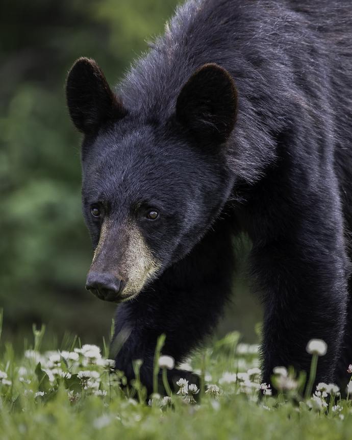 Would you nobble a friend to help your escape from a predator?