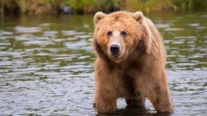 Would you nobble a friend to help your escape from a predator?