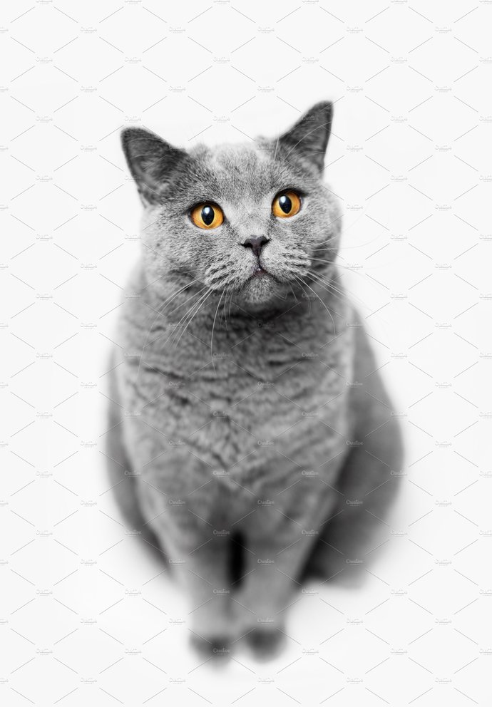 not my cat just using as example