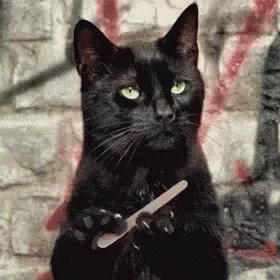 To cat owners, does your cat ever just stand still and stare at you?