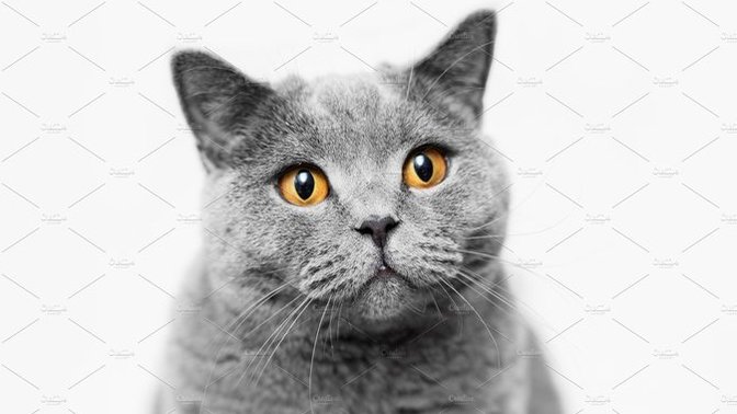 To cat owners, does your cat ever just stand still and stare at you?