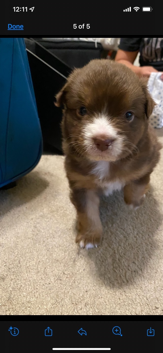 What breed is this puppy?