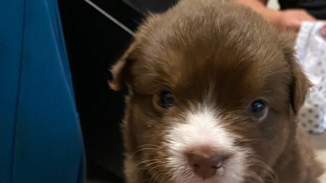 What breed is this puppy?