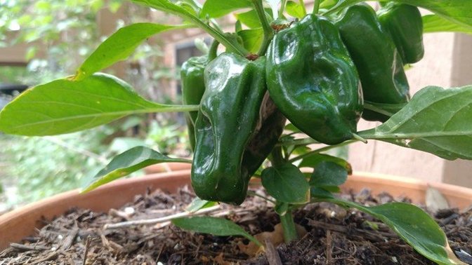 I'm growing this pepper plant. how does it look?