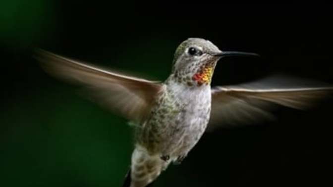 Has a hummingbird ever stared at you?