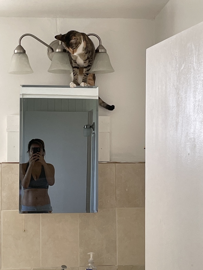 Why are cats so crazy all the time?