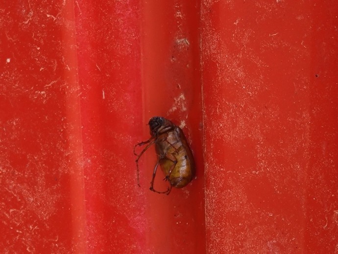 Found this strange looking big can anyone identify it?