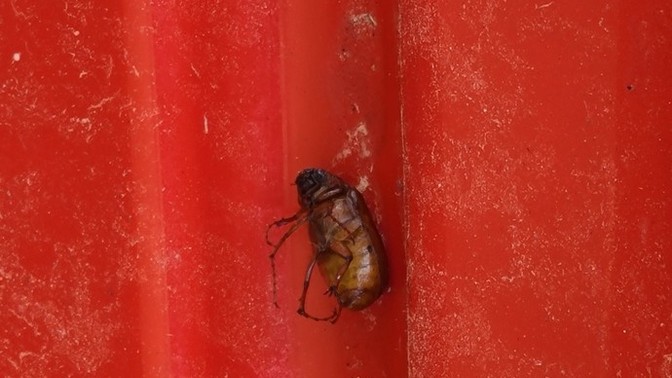 Found this strange looking big can anyone identify it?