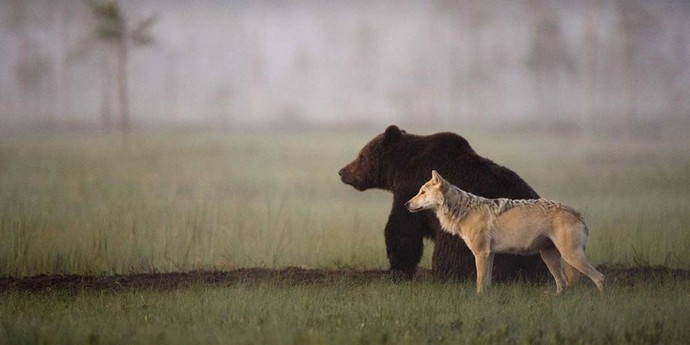 What are the most terrifying displays of intelligence by animals?