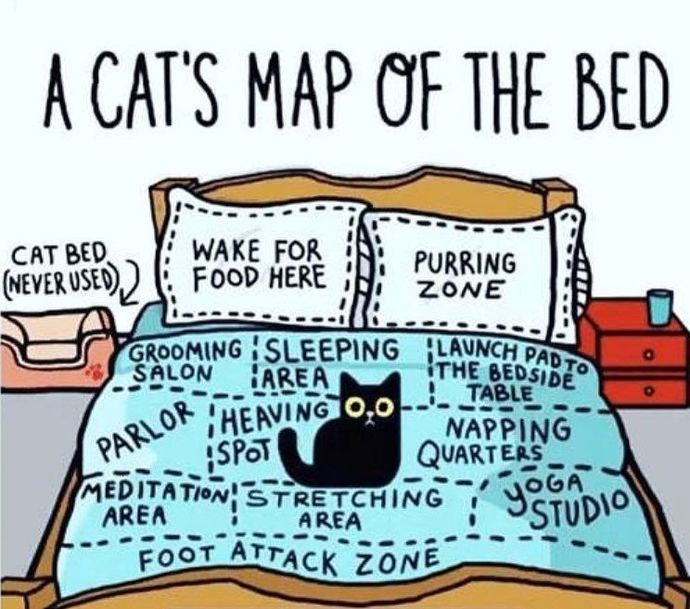 Where do your dogs or cats sleep at night?