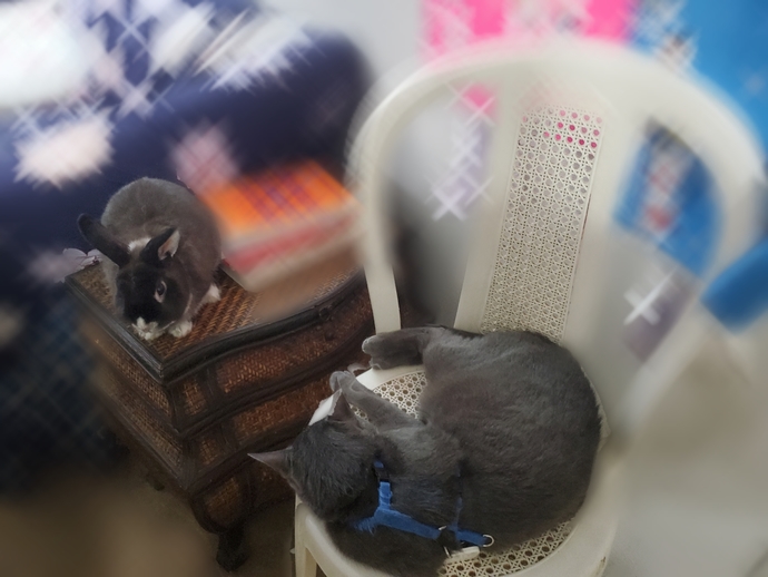 Where do your dogs or cats sleep at night?
