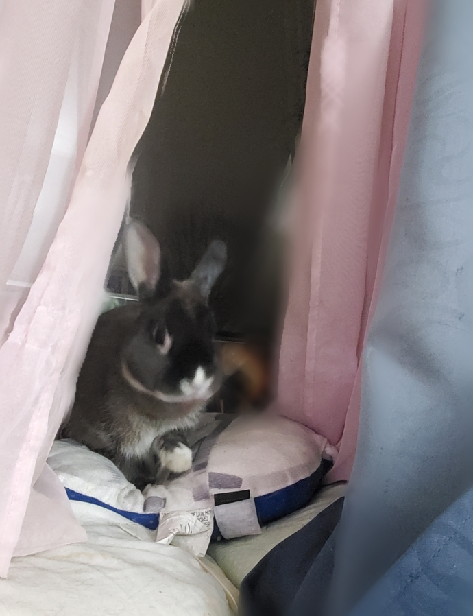 Rabbit in the window