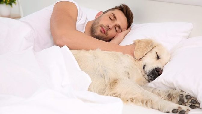 Where do your dogs or cats sleep at night?