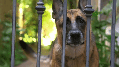 How do you react when you visit someone else’s residence and their dogs bark their heads off at you and rush you upon entering their property?