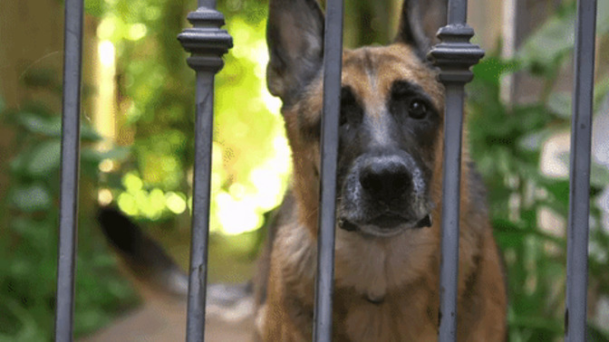 How do you react when you visit someone else’s residence and their dogs bark their heads off at you and rush you upon entering their property?