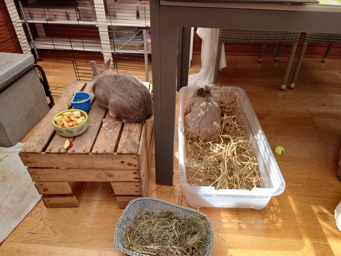 Have you ever eaten rabbit?