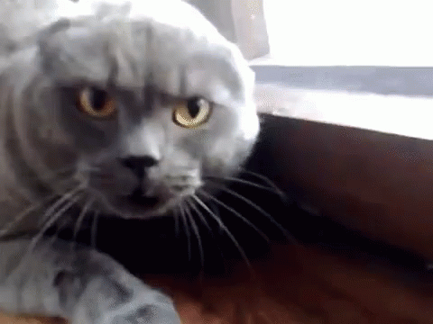 How would you react if your partner hisses at you like a cat anytime theyre irritated with you?
