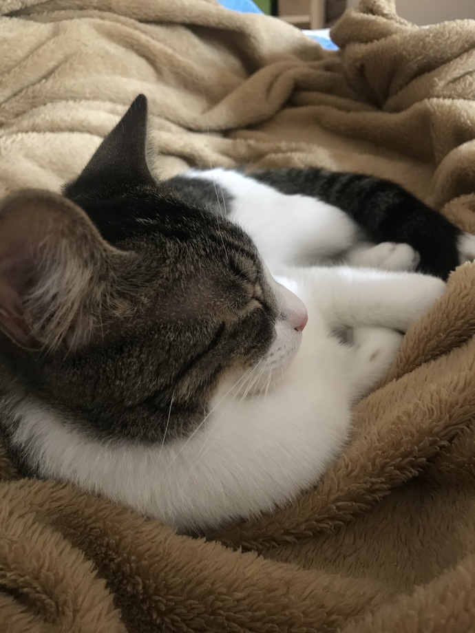 Does a cat appreciate being farted on 🍑💨🐈?