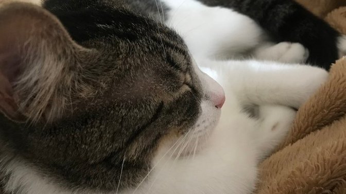 Does a cat appreciate being farted on 🍑💨🐈?