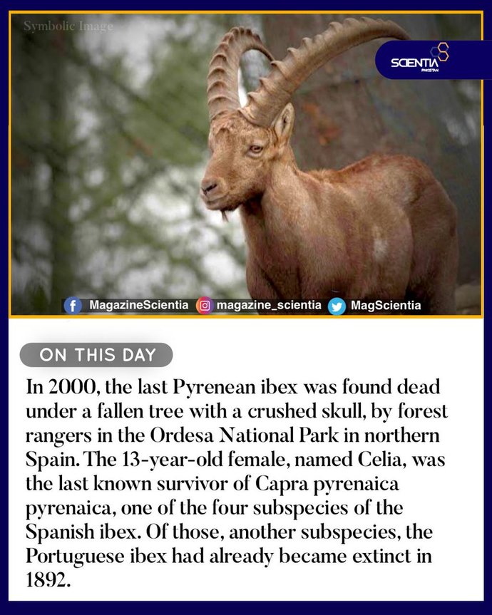 If you could bring back one extinct animal what would it be? Mine would be a Raptor? Deinoychus raptor?