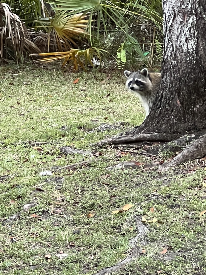 Do you ever feed wild animals up close?