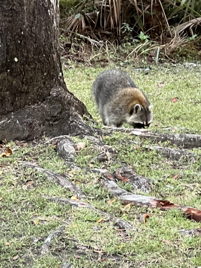 Do you ever feed wild animals up close?