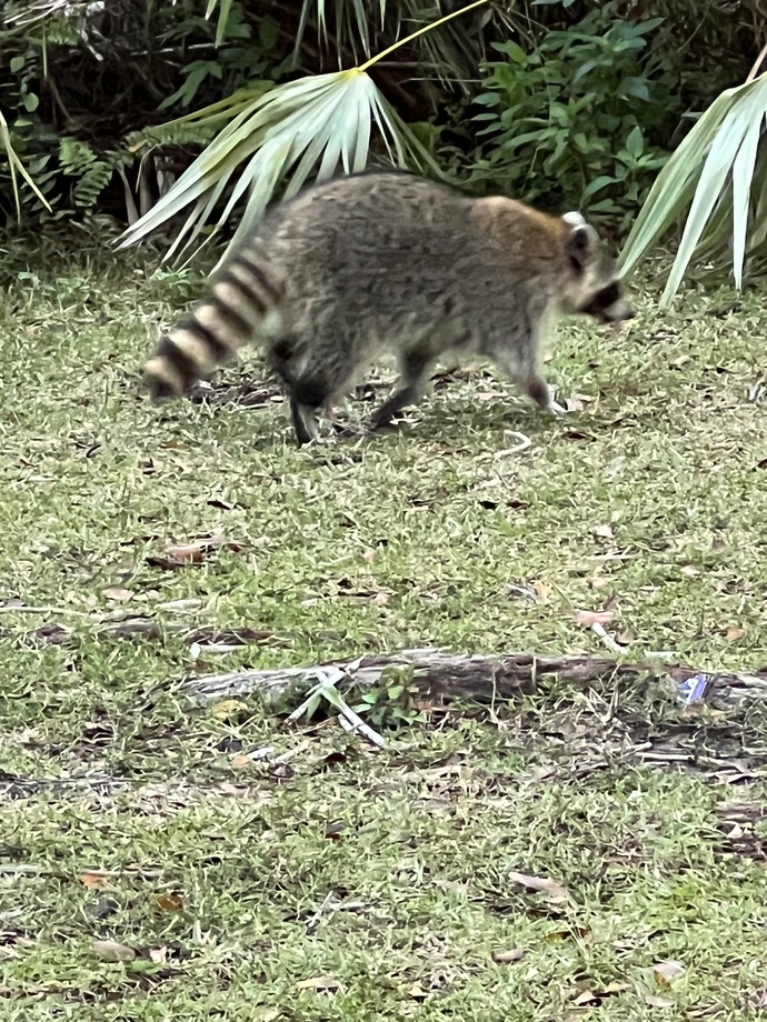 Do you ever feed wild animals up close?