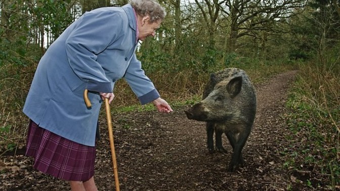 Do you ever feed wild animals up close?