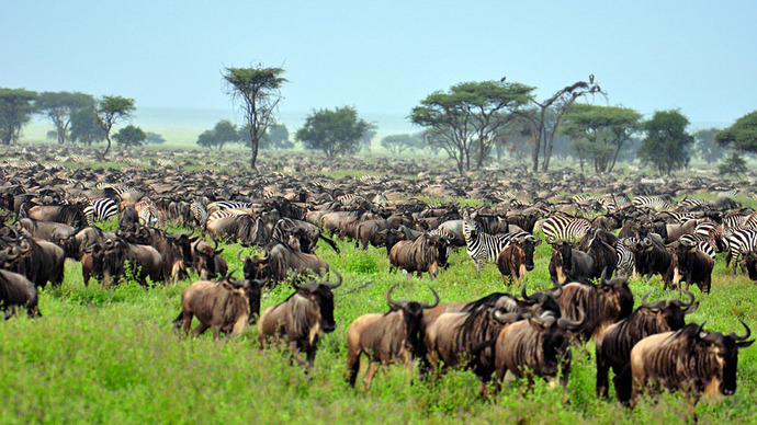 Is Africa really a wild continent as described in books and movies?