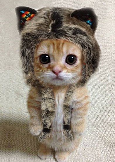 Choose one: cats or dogs?