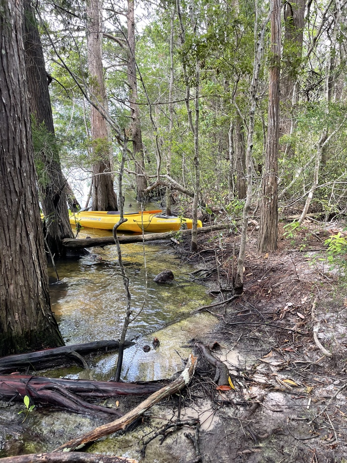 Serenity in the woods in the cool water
