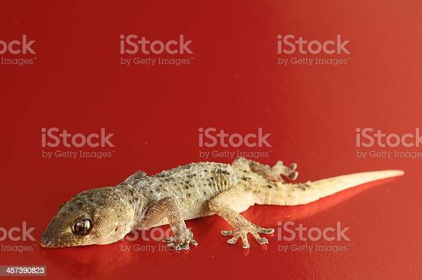 How do you repel stubborn Lizards out of your House ?