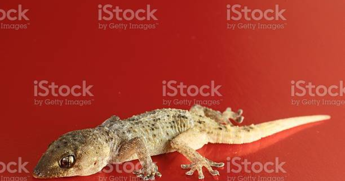 How do you repel stubborn Lizards out of your House ? GirlsAskGuys