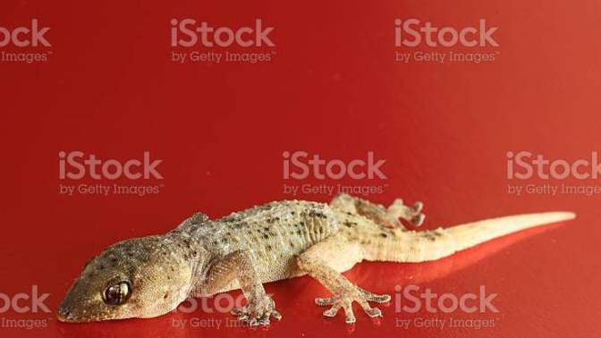 How do you repel stubborn Lizards out of your House ?