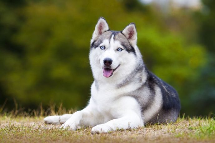 Which one of those dog breeds would you choose, if you wanted to buy a pet?