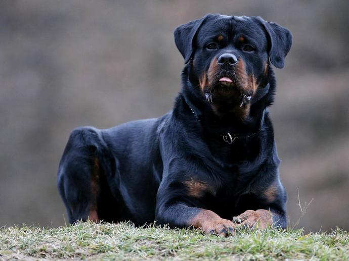 Which one of those dog breeds would you choose, if you wanted to buy a pet?