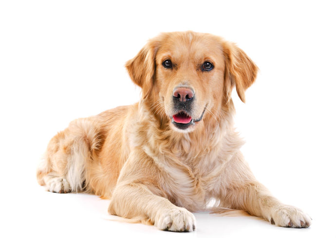 Which one of those dog breeds would you choose, if you wanted to buy a pet?